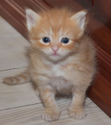 sibirisk kattunge Mantas